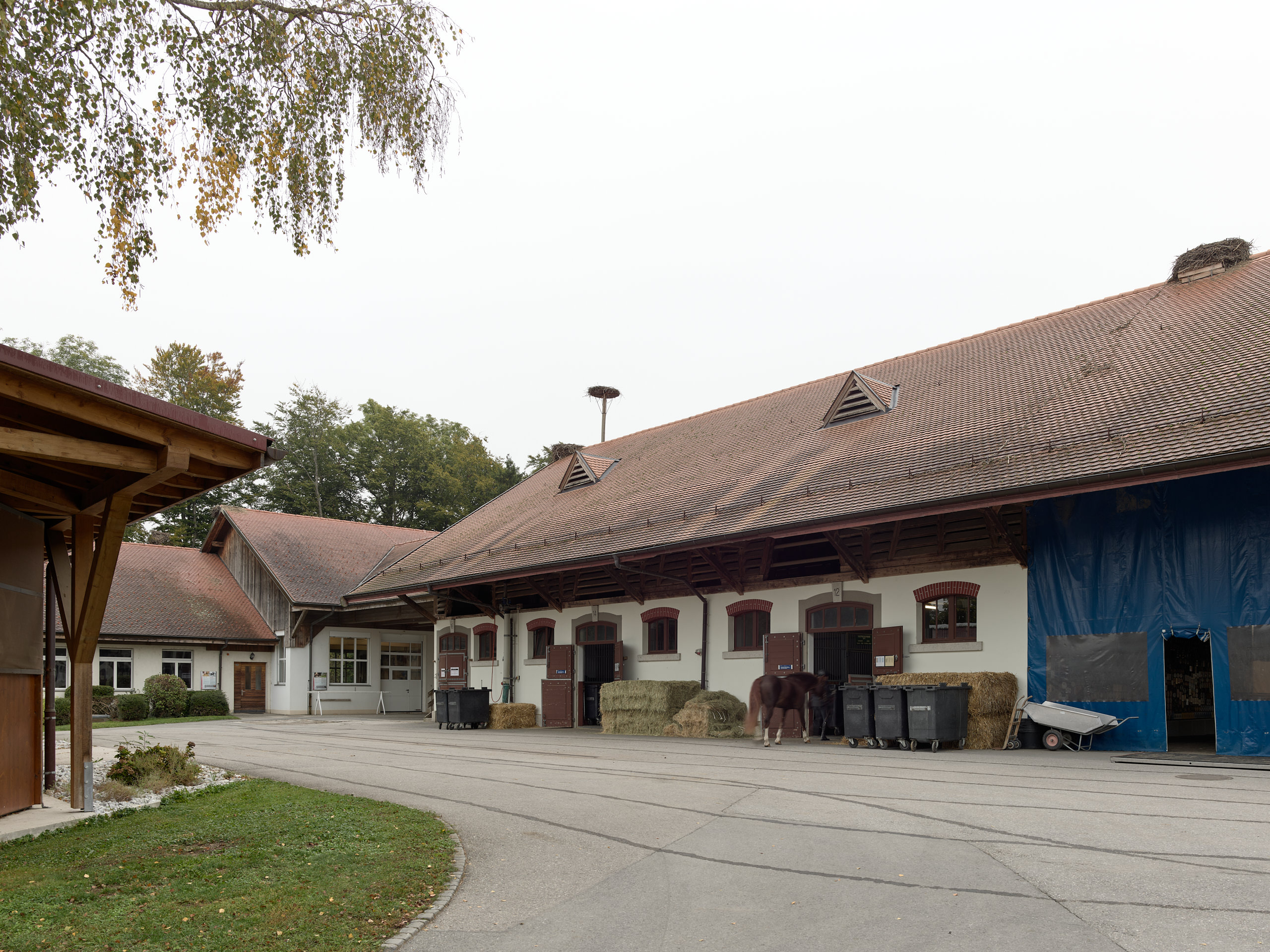 ahp0168 Haras National Avenches